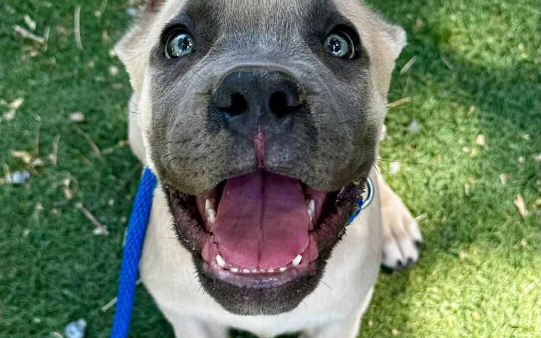 Gray Cane Corso puppy sitting on grass with a blue leash