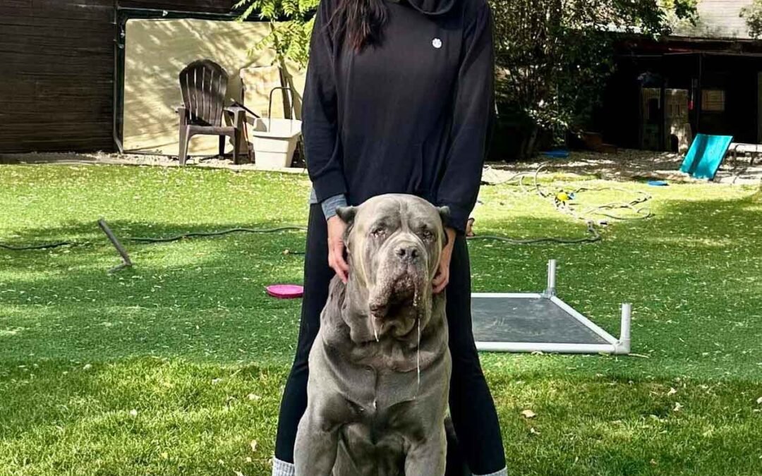 Tonya Crawford standing with an adult gray Cane Corso outdoors