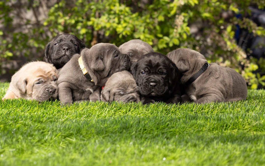 Olympian Cane Corso puppies from health-tested parents