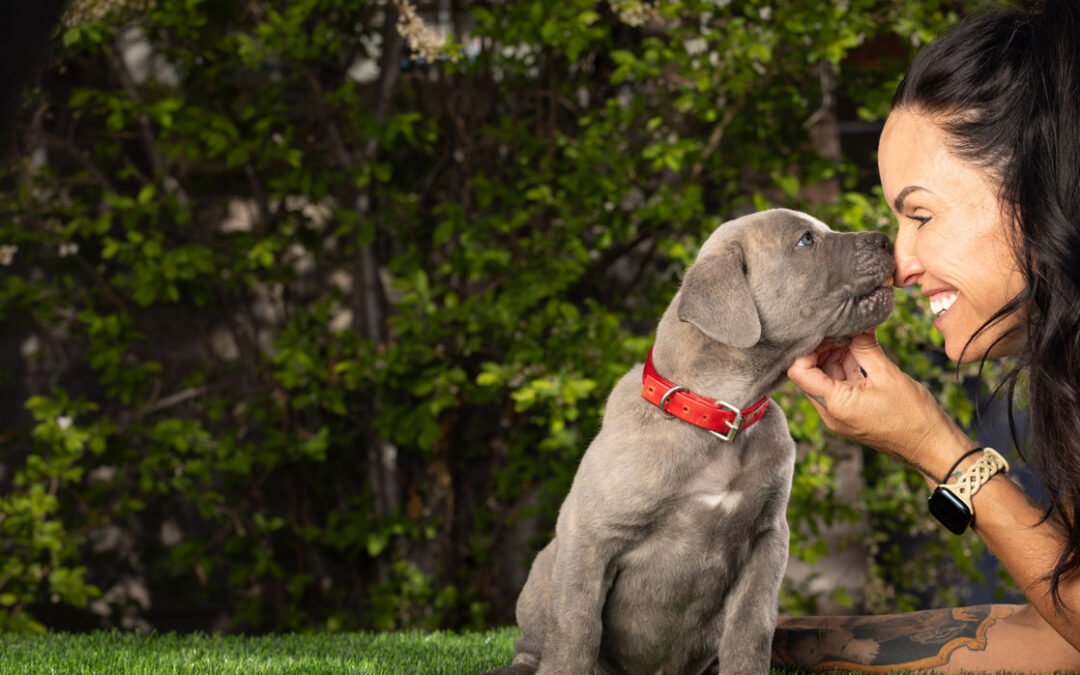 Cane Corso puppy training and socialization at Olympian Cane Corso