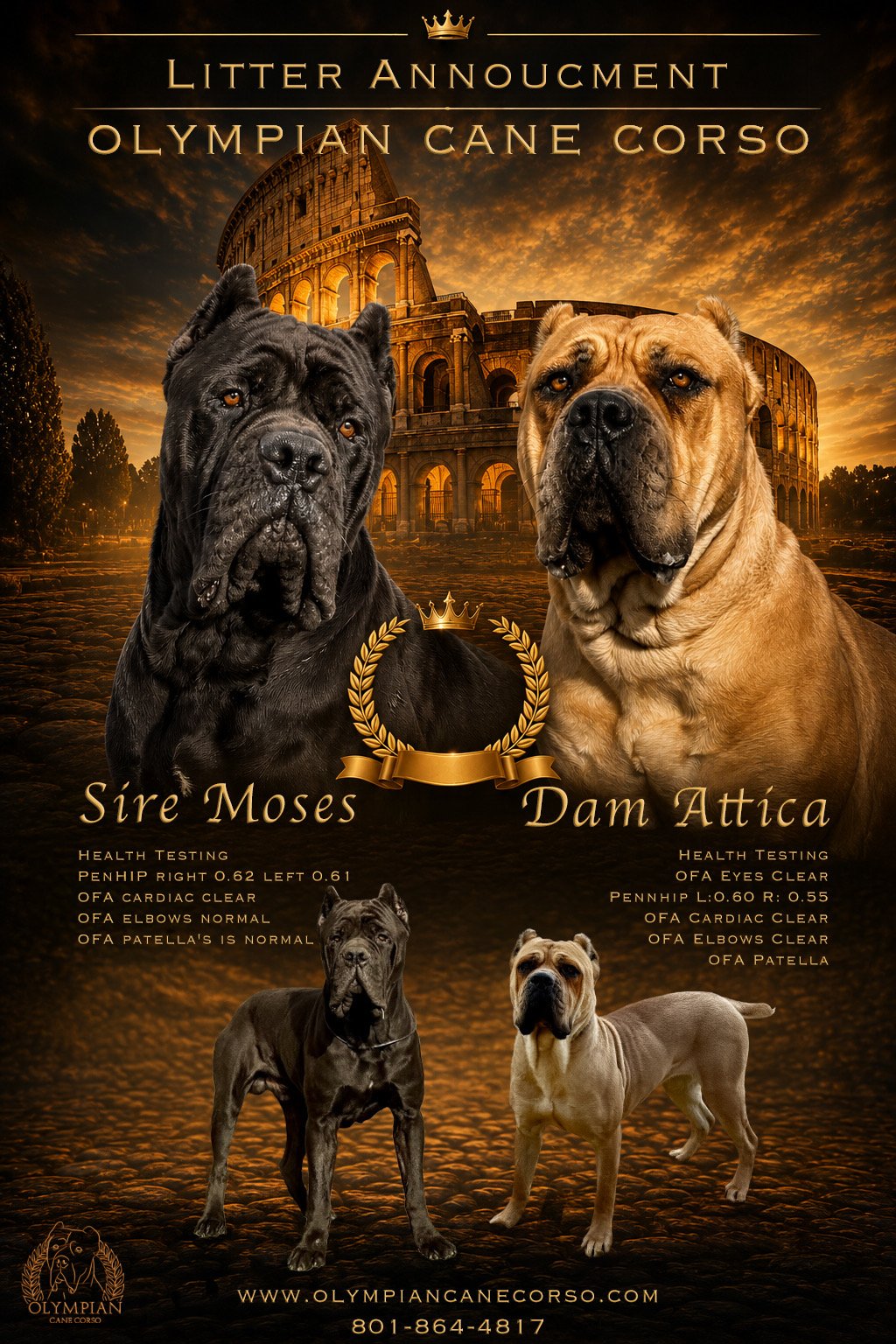 Olympian Moses x Attica Litter Announcement Olympian Cane Corso litter announcement - Sire Moses and Dam Attica
